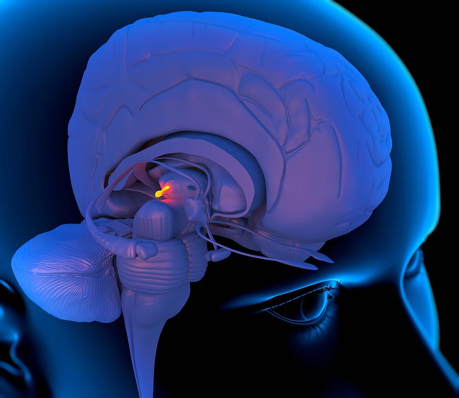 Illustration of the pineal gland inside the human brain